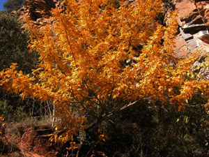 Vivers Càrex - Sorbus domestica